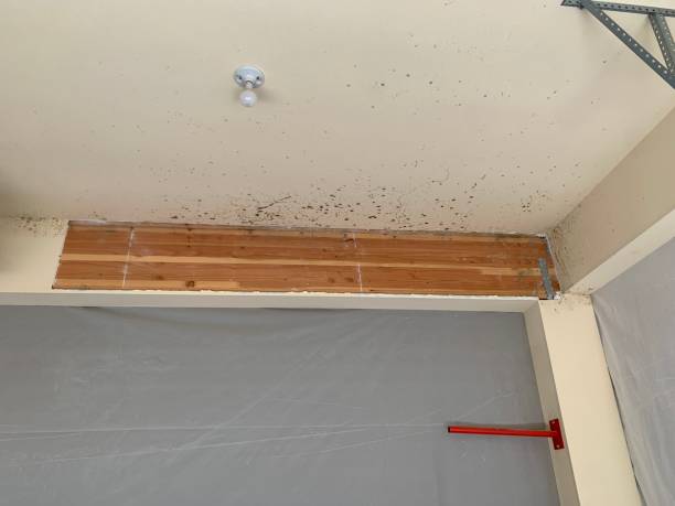 Professional Mold Removal in Cynthiana, KY